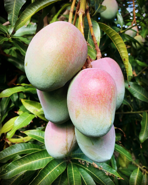 Mesk mango reference