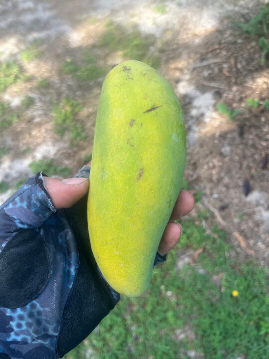 Mun Khun See mango reference