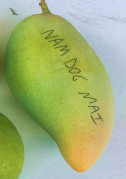 Nam Doc Mai #4 mango reference