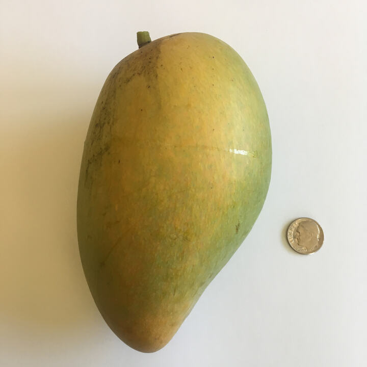 Nam Doc Mai Mun mango reference