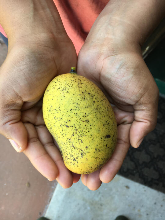 Nam Tam Teem mango reference
