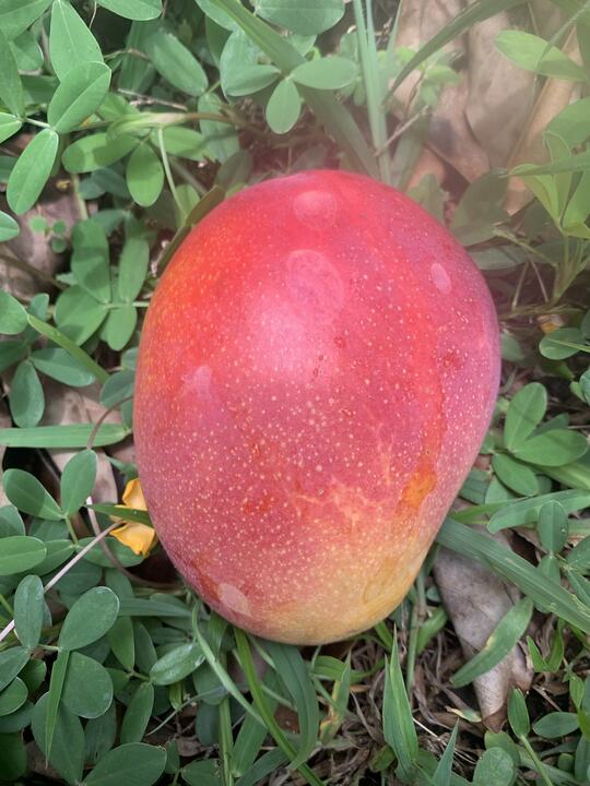 Naomi mango reference