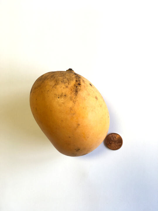 Neelum mango reference