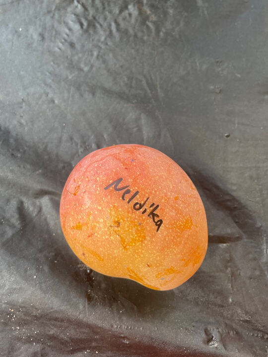 Neldika mango reference