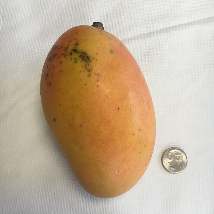 Nele Petite mango reference