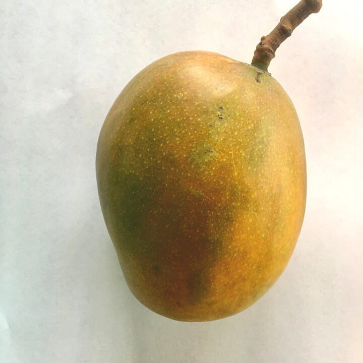 Nelson mango reference