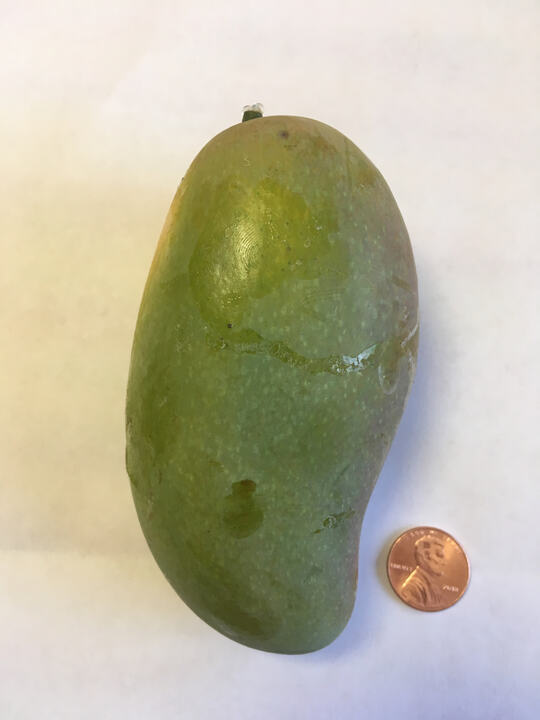 Okrung mango reference