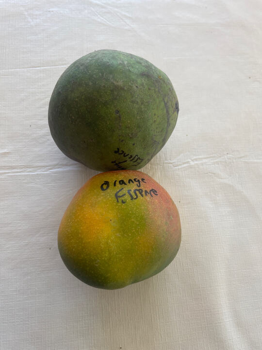 Orange Essence mango reference