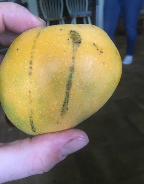 Palm Springs mango reference