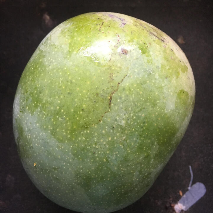Panchadara Kalassa mango reference
