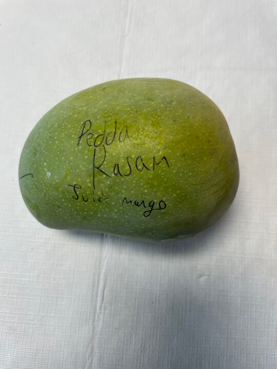 Pedda Rassam mango reference