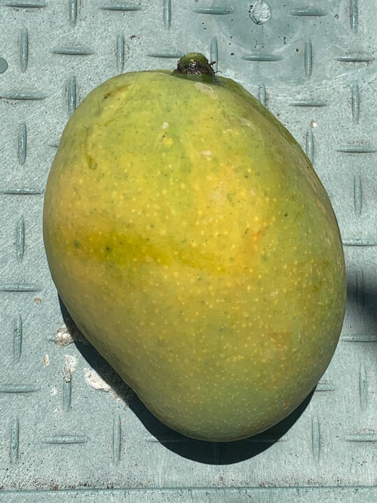 Pere Louis mango reference