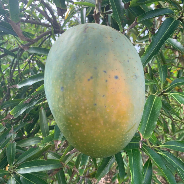 Pettigrew mango reference