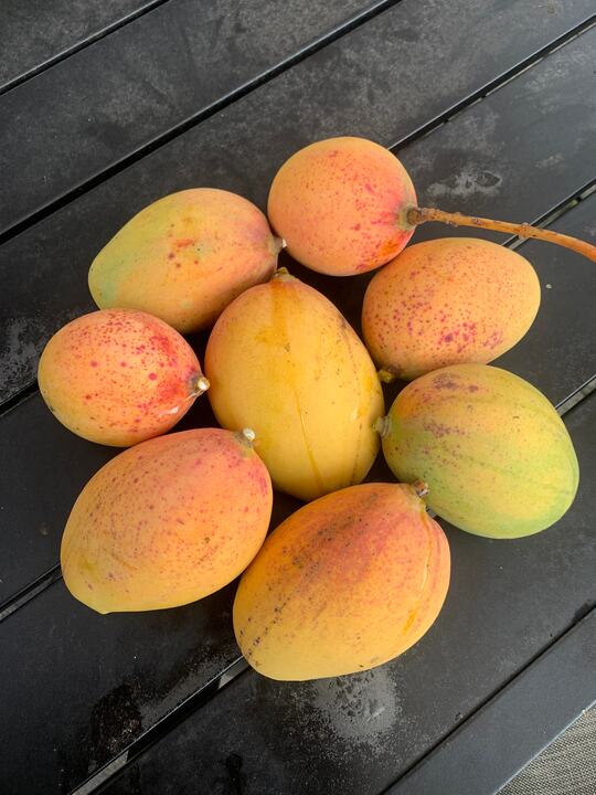 Pickering mango reference