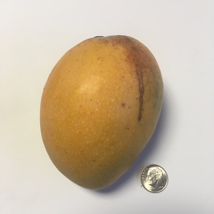 Pina Colada mango reference