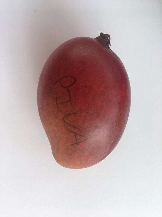 Piva mango reference
