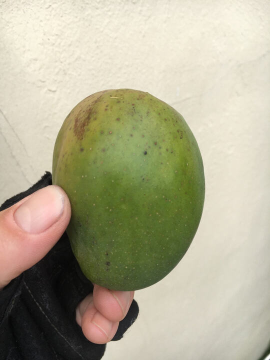Prieto mango reference