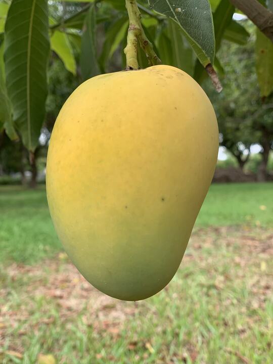 Prince mango reference