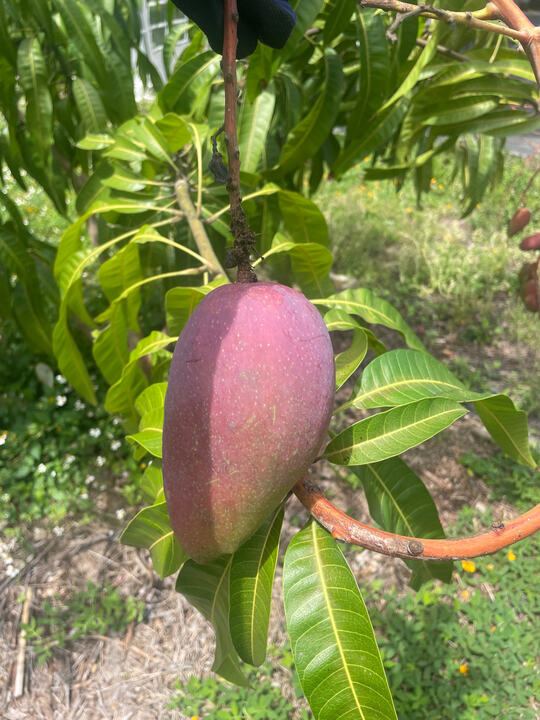 Red Emperor/Yuwen mango reference
