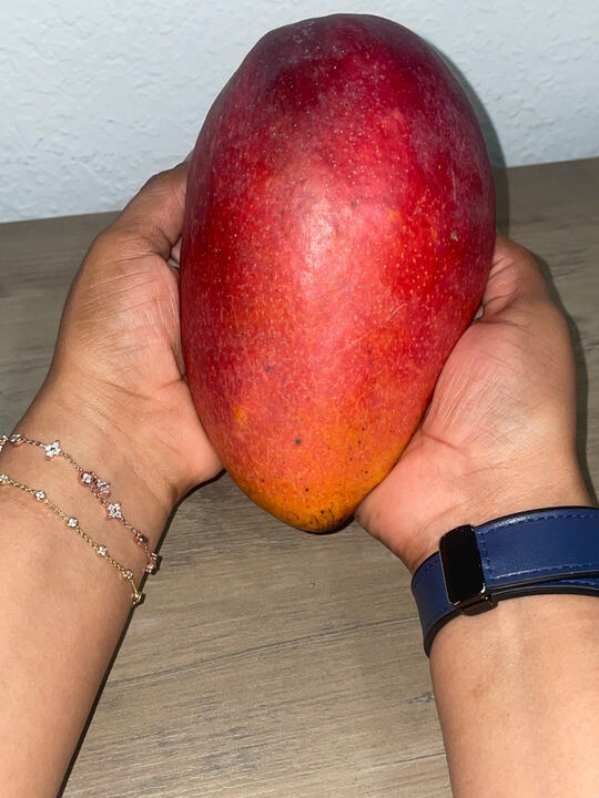 Red Emperor mango reference