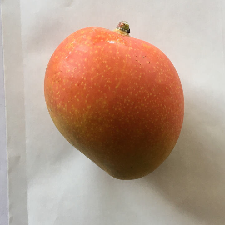 Rosa mango reference