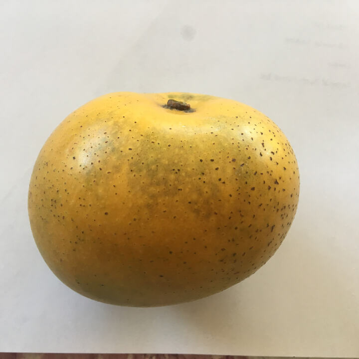 Rumani mango reference