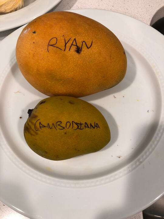 Ryan mango reference