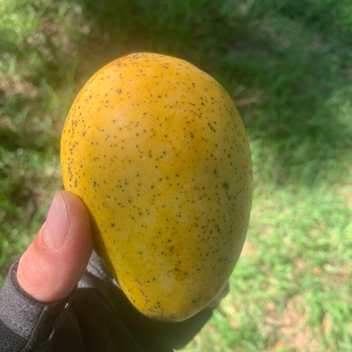 Saigon mango reference