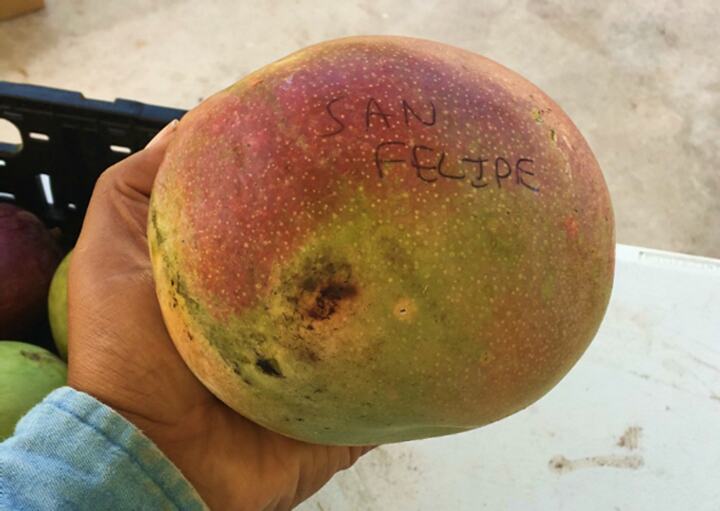 San Felipe mango reference