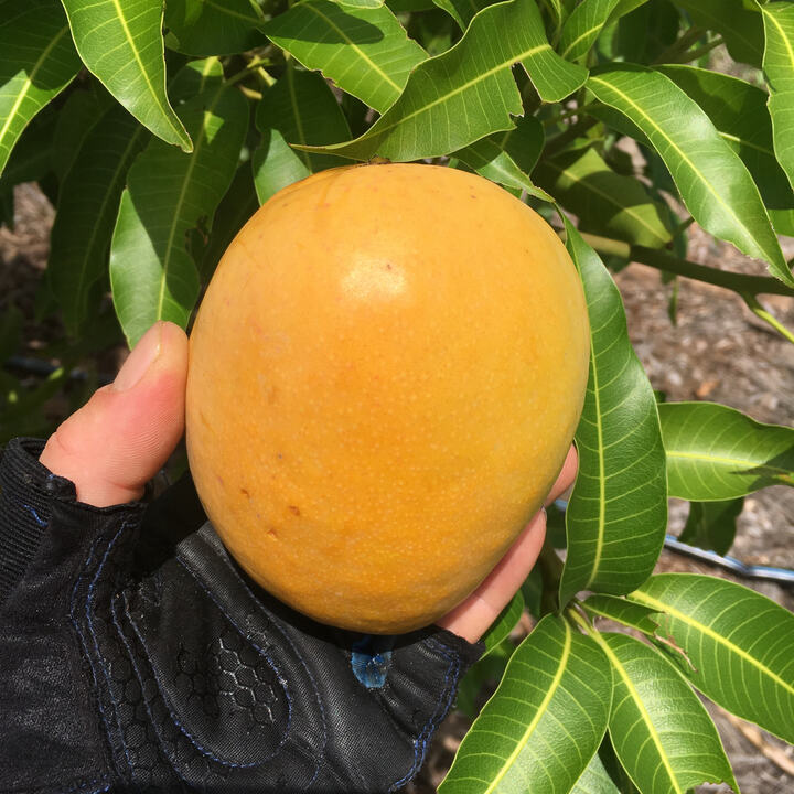 Seacrest mango reference