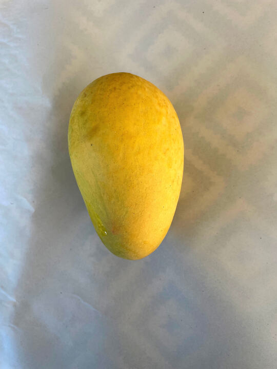Sindhri mango reference