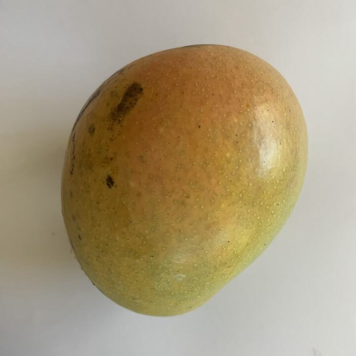 Sindhu mango reference