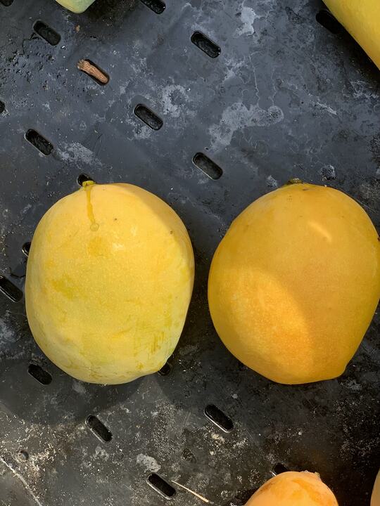 Sophie Frey mango reference