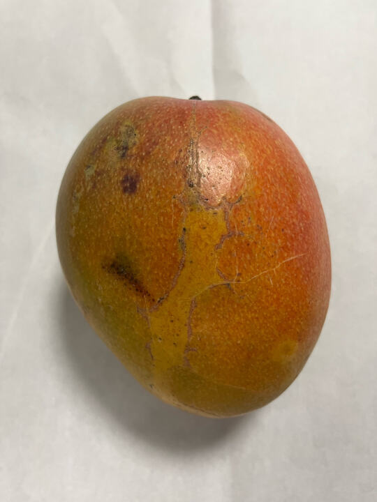 Southern Blush mango reference