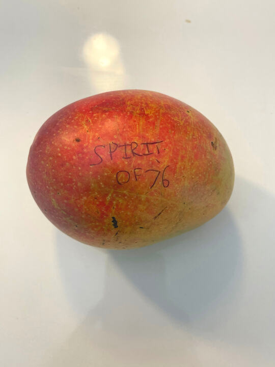 Spirit of 76 mango reference