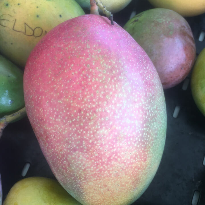 Springfels mango reference