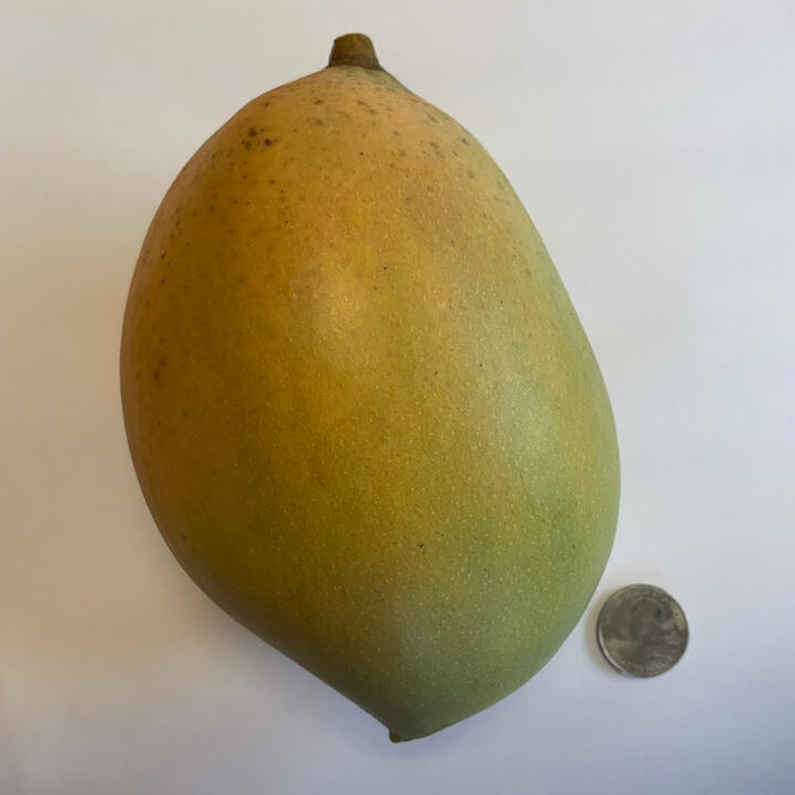 Step mango reference