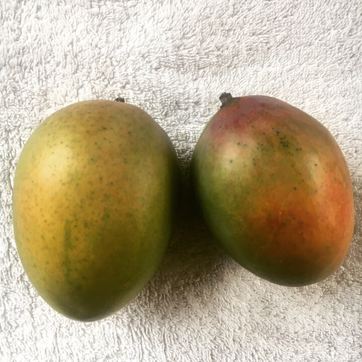 Sugarloaf/Zill E-4 mango reference