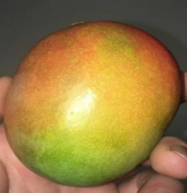 Sunset mango reference