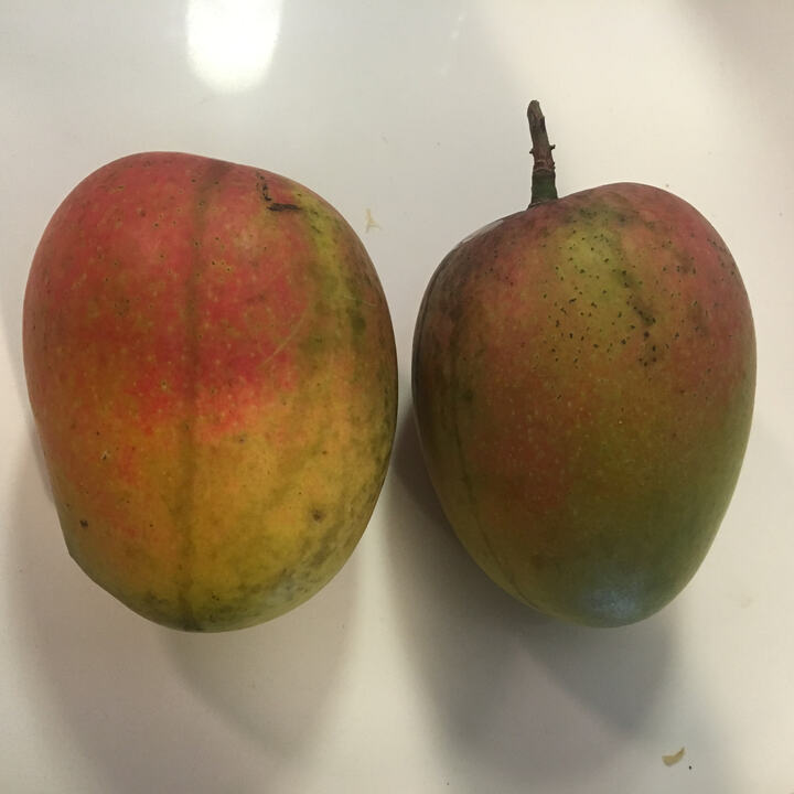 Suvarnarekha/Sundari mango reference