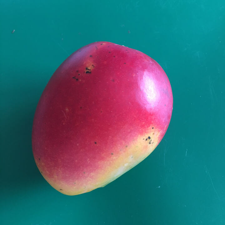 Tahar mango reference