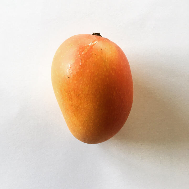 Thai Everbearing mango reference