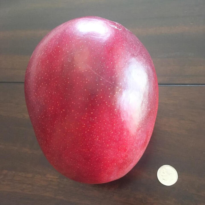 Tommy Atkins mango reference