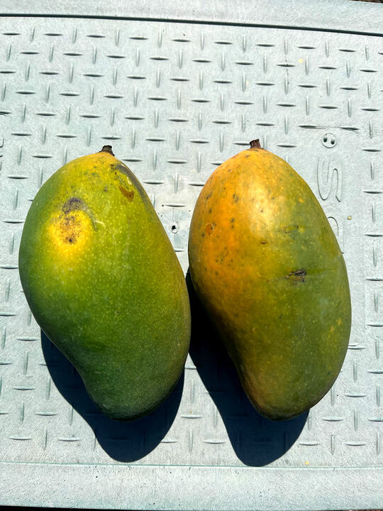 Tong Dam mango reference