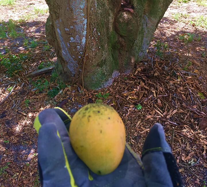 Turpentine mango reference
