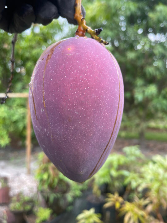 USDA 12-47 mango reference