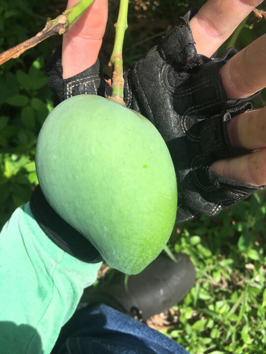 USDA Taymour mango reference