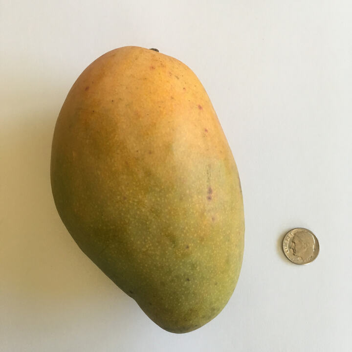 Val-Carrie mango reference