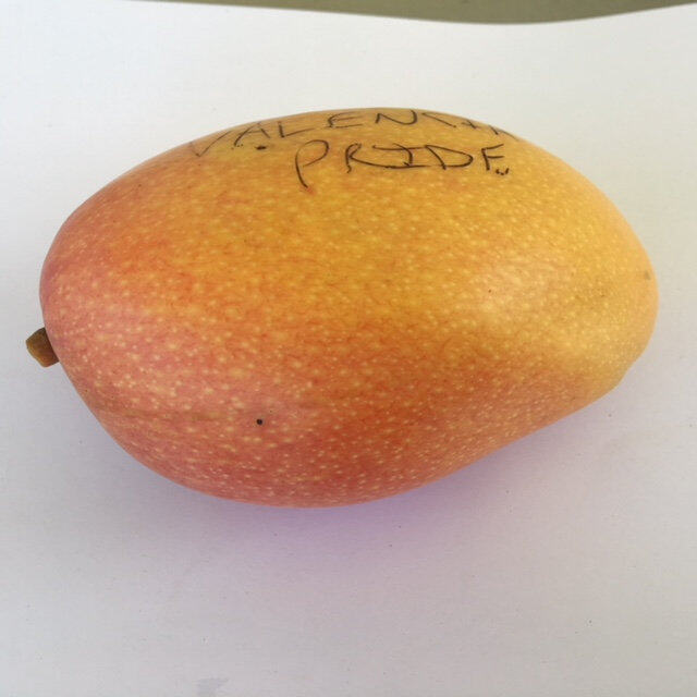 Valencia Pride mango reference