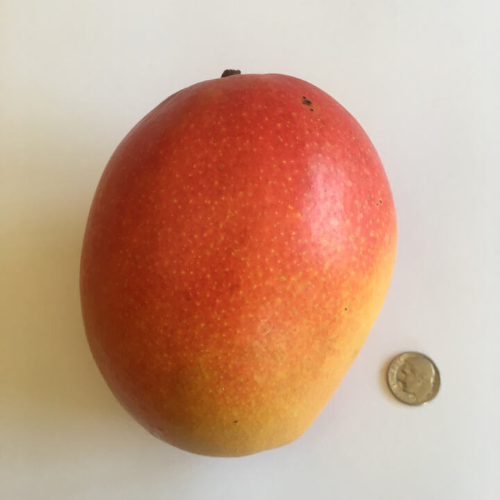 Van Dyke mango reference